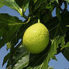 Breadfruit 