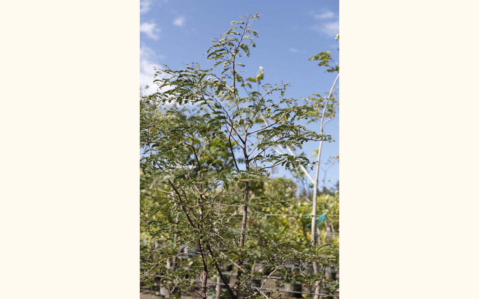 Slider_big_tamarindo_02