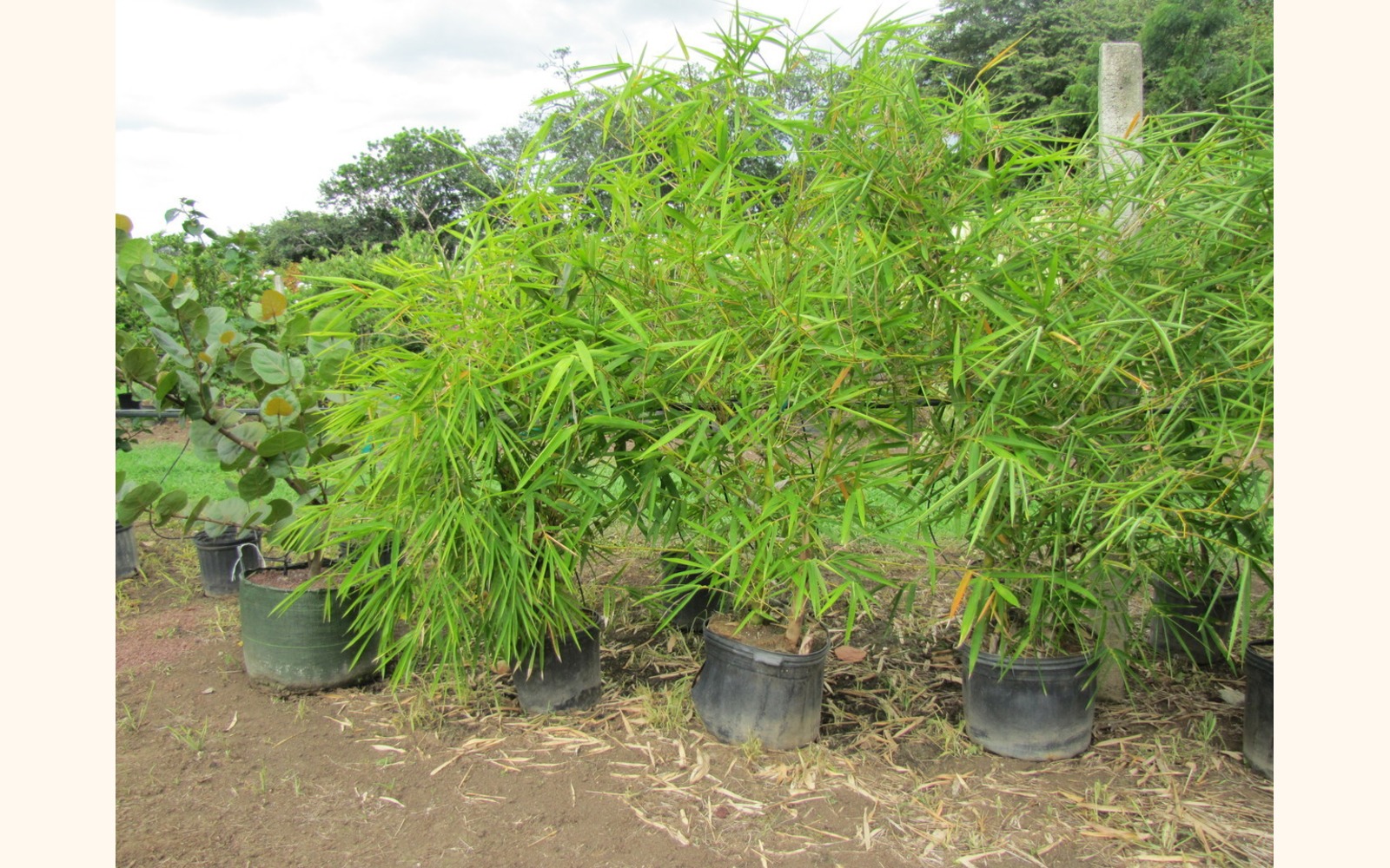 Slider_big_buddha_bely_bamboo__bambusa_vulgaris_wamin__2