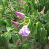 Thumb_jalapa_morada__cryptostegia_grandiflora__flower
