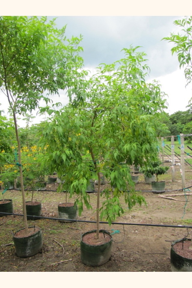 Slider_vainillo__tecoma_stans__2