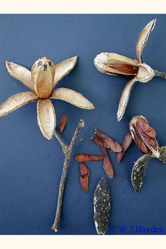 Slider_cedrela_odorata_h-tabi_01w-1