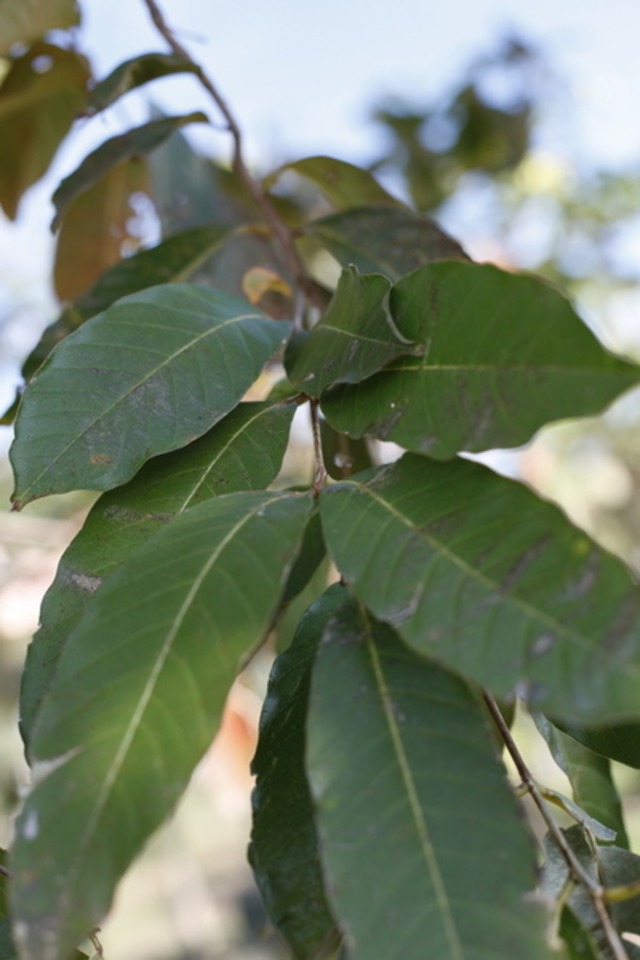 Slider_orgullodelaindia_l_03