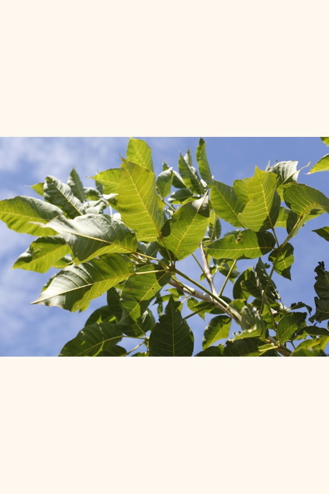 Slider_roblessabana_l_02