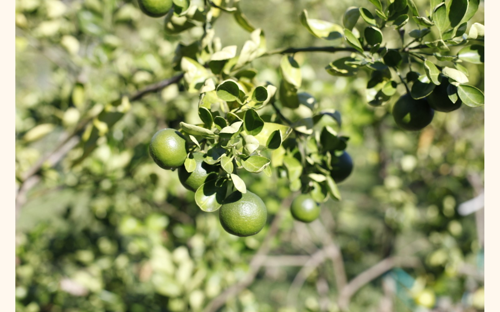 Slider_big_naranjaorlando_fr_02