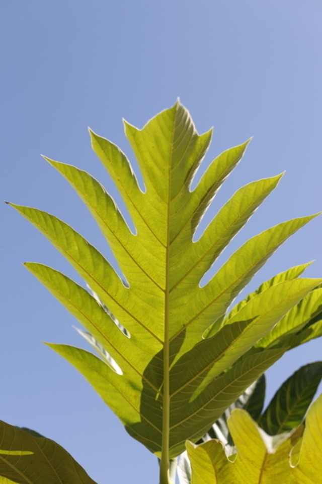 Slider_frutadepan_l_02