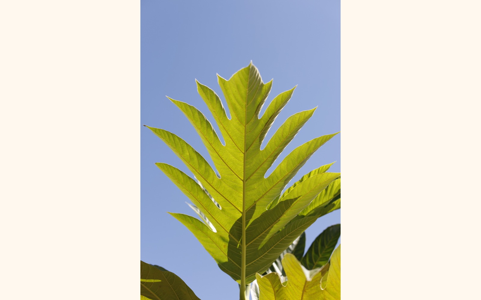 Slider_big_frutadepan_l_02