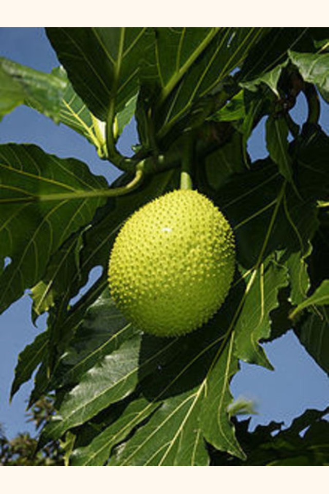Slider_220px-artocarpus_altilis__fruit_-2