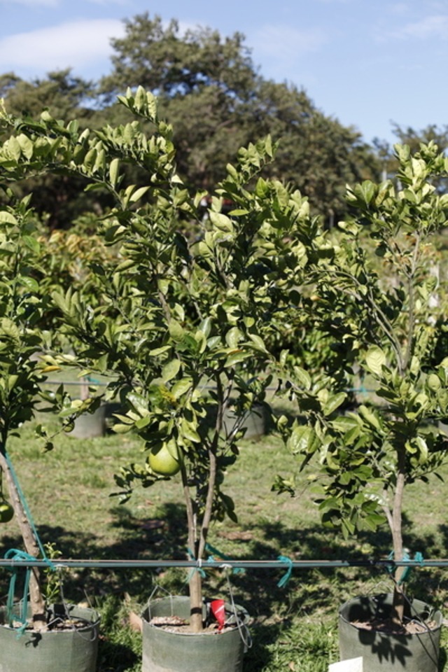 Slider_naranjawashington_03