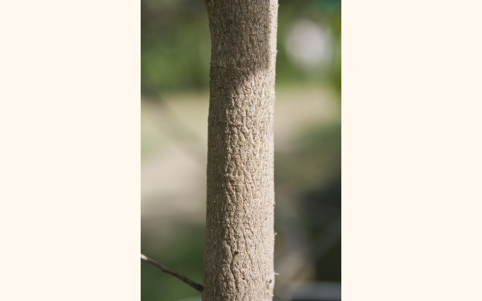 Slider_big_guanabana_4