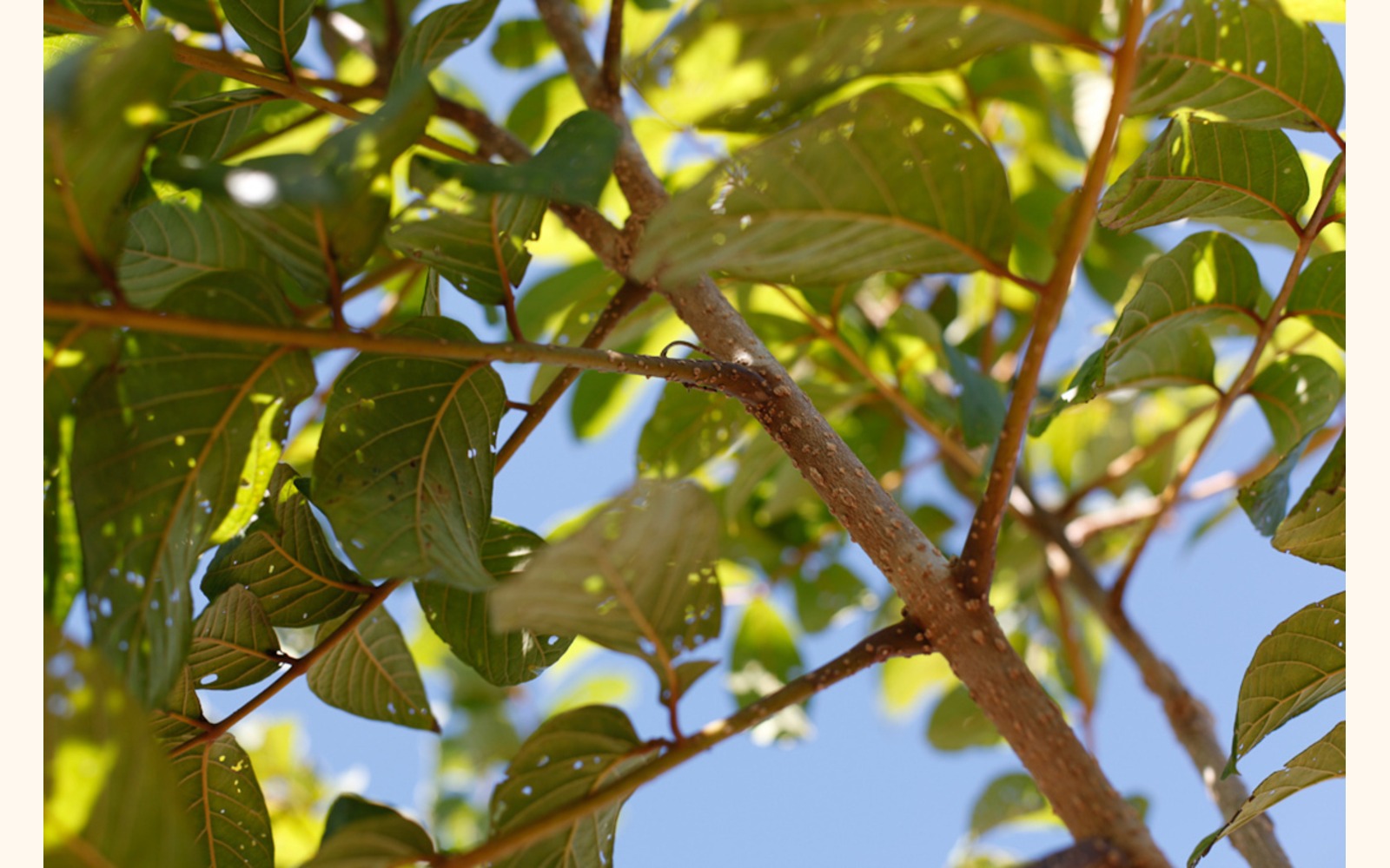 Slider_big_llamadelbosque_t_02