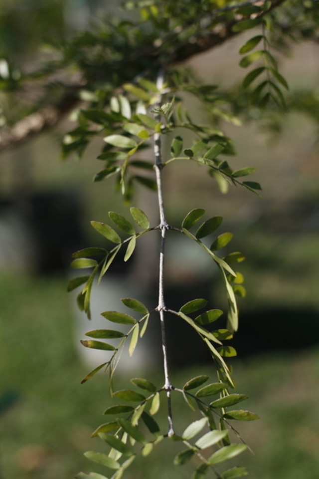 Slider_guayacanreal_l_04