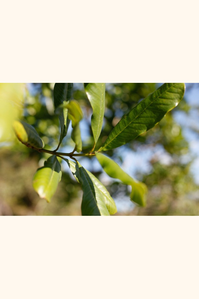 Slider_chanchoblanco_l_06