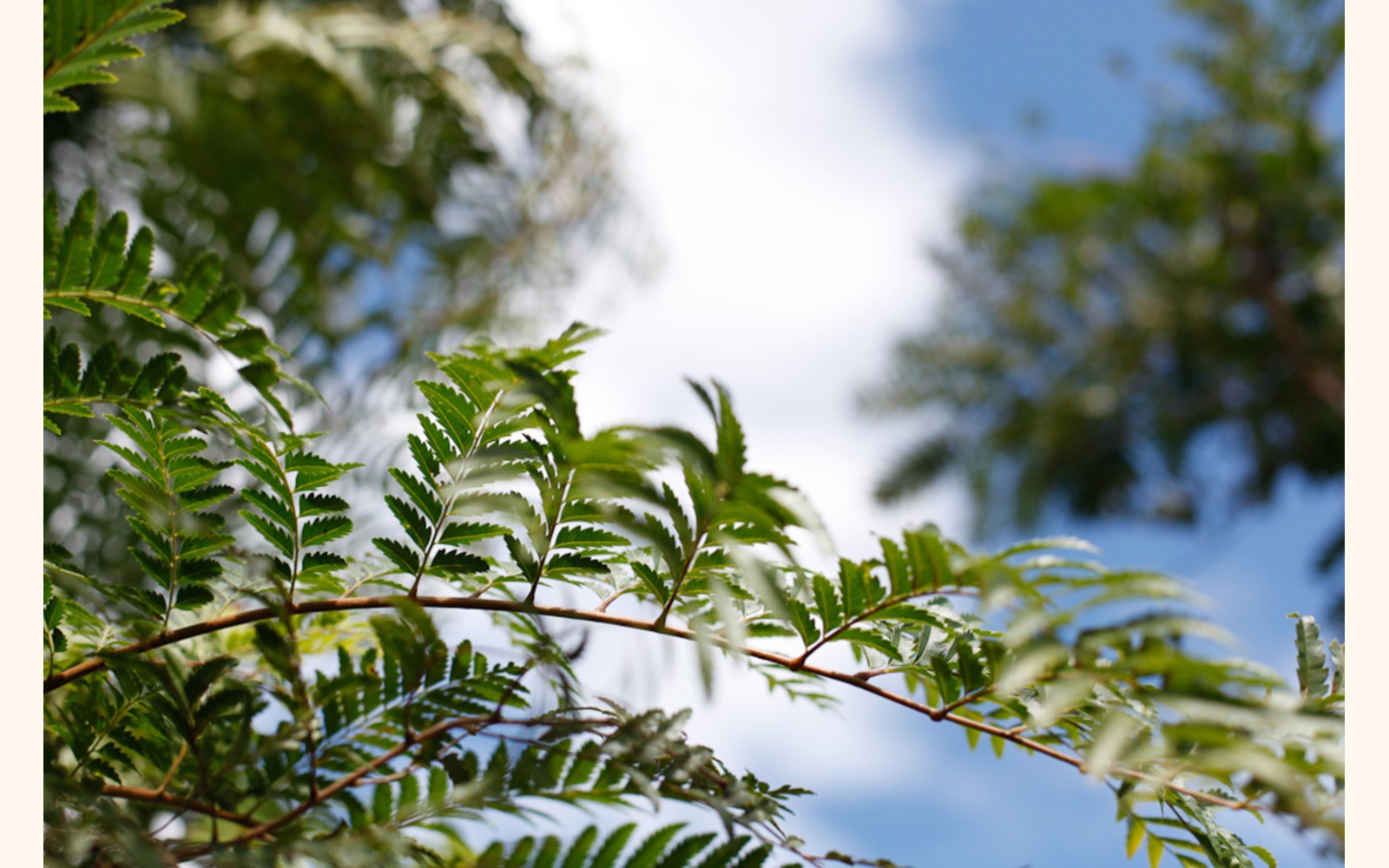 Slider_big_iguano_l_05