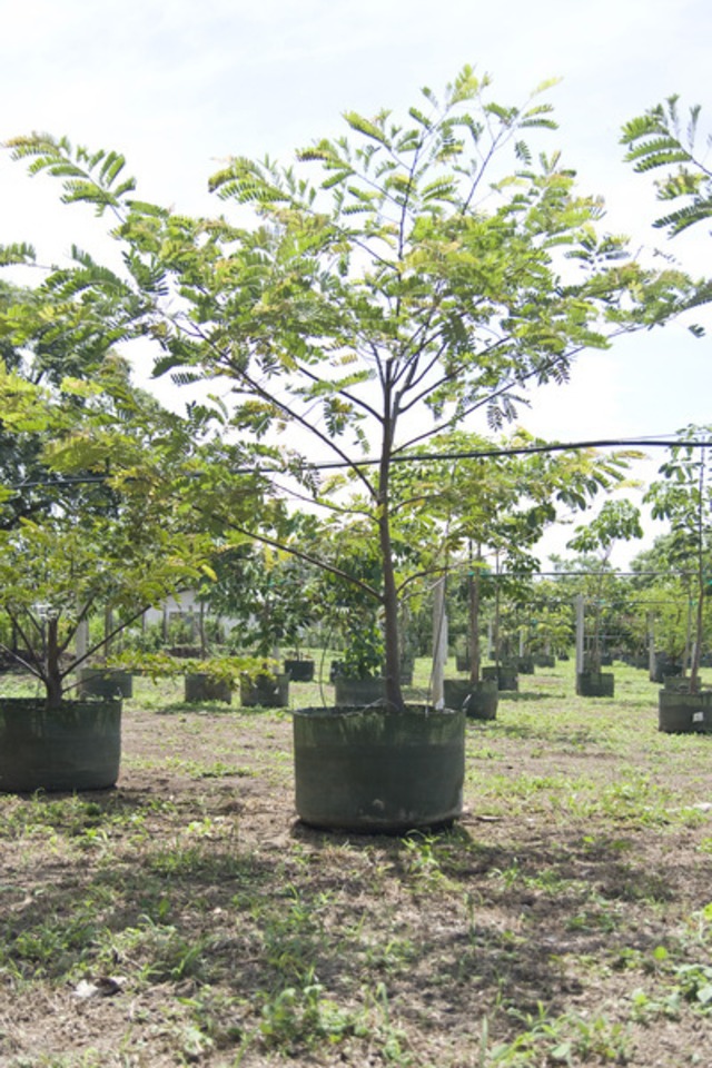 Slider_carao_cassia_grandis_3