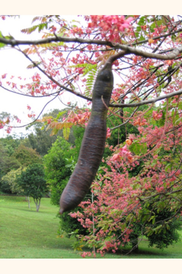 Slider_cassiagrandimcb24apr05-0036