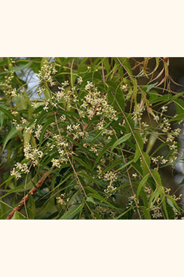 Slider_250px-neem__azadirachta_indica__in_hyderabad_w_img_6976