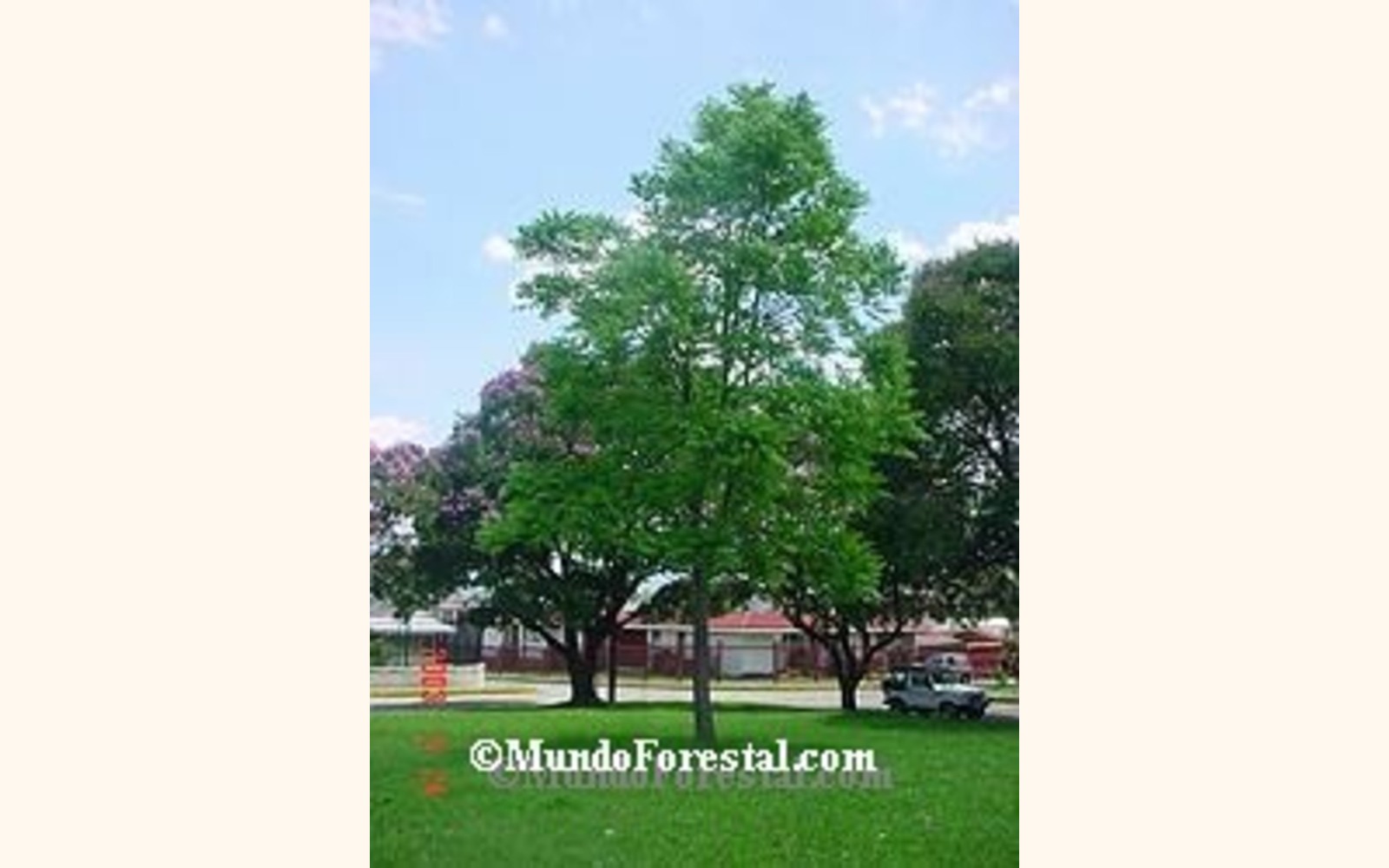 Slider_big_zz_cedroamargo