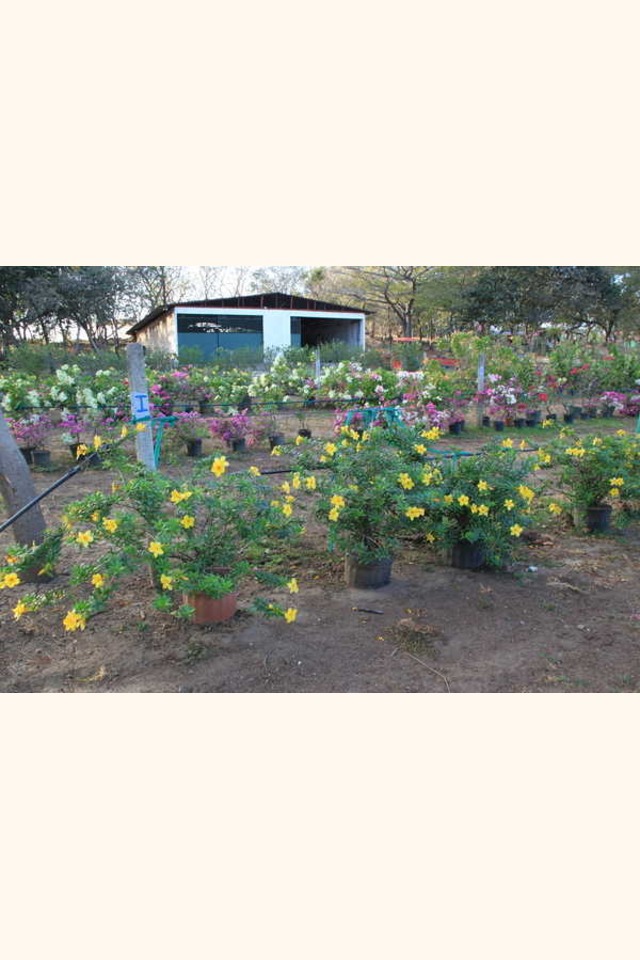 Slider__allamanda_neriifolia__allamanda_schottii