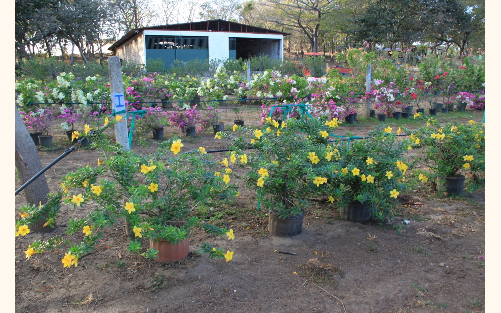 Slider_big__allamanda_neriifolia__allamanda_schottii