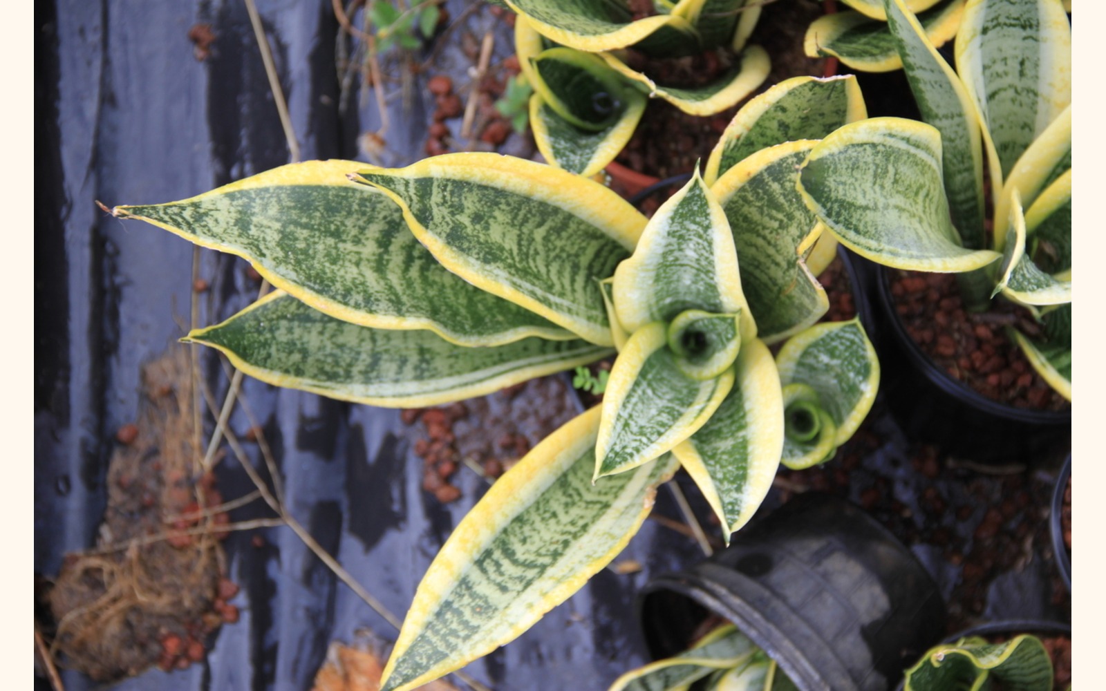 Slider_big_sansevieria_yellow_edge_