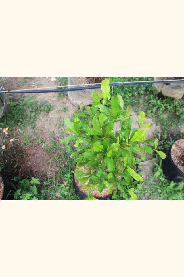 Slider_miracle_fruit_plant