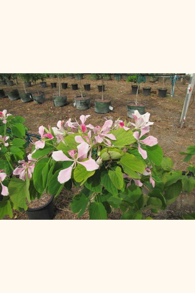 Slider_orchid_tree_2_