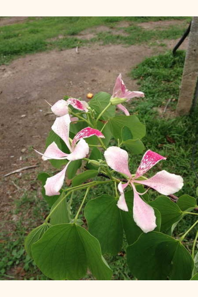 Slider_orchid_flower_