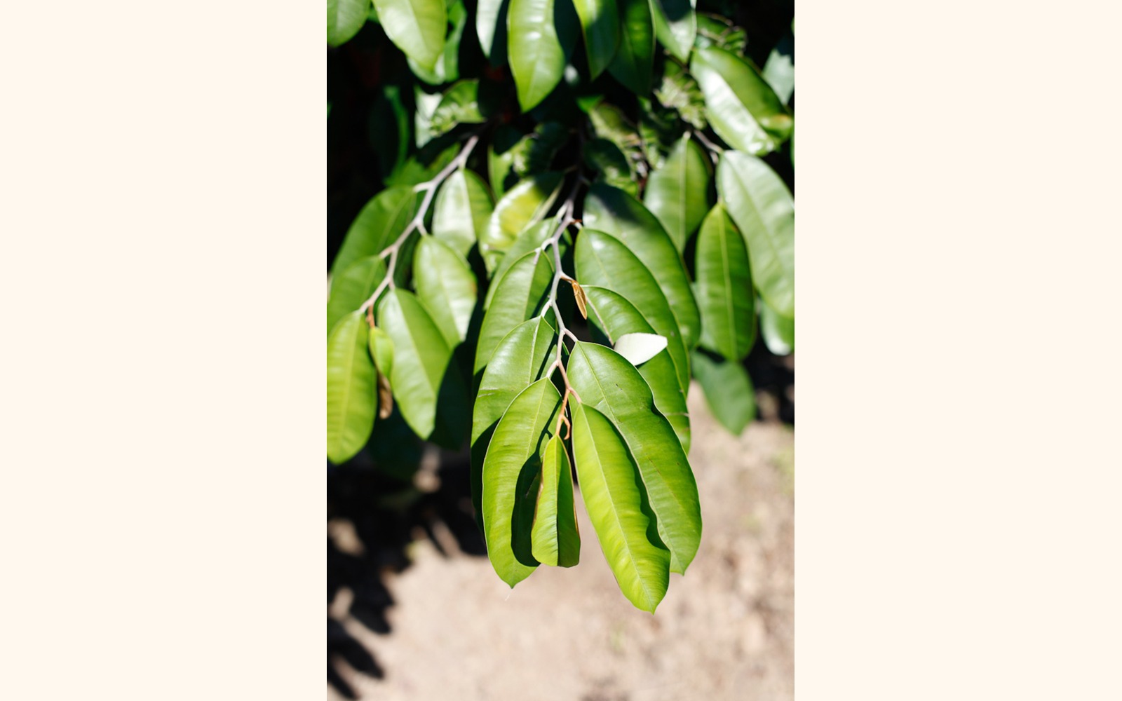 Slider_big_caimito_l_02